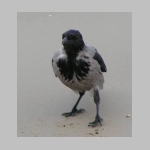 Corvus corone cornix - Nebelkraehe rueg 04.jpg